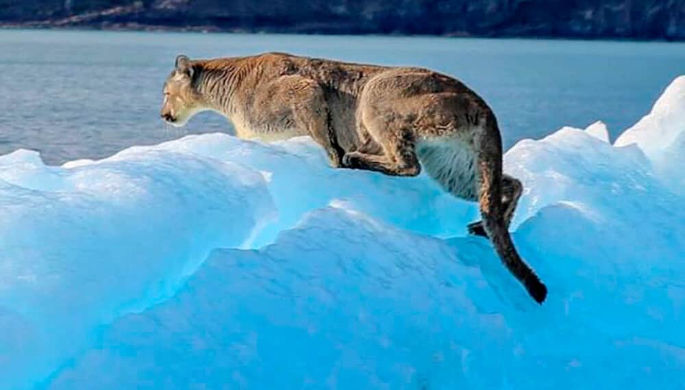 Puma: hábitat, alimentación y todo sobre el felino más grande de América