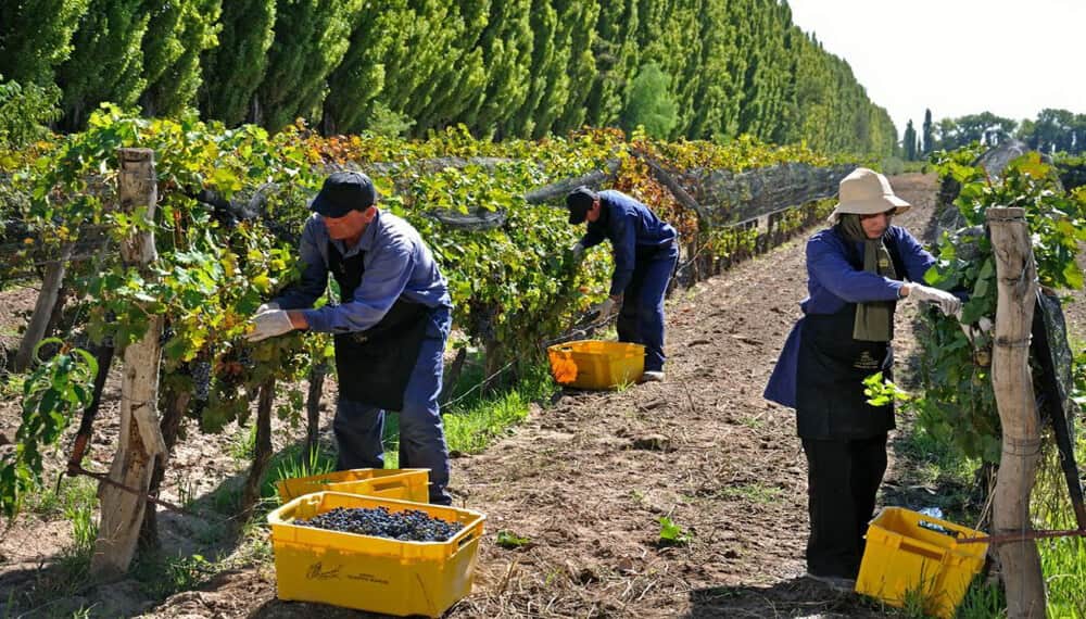 Fin del conflicto salarial en el vino: se acordaron los aumentos para trabajadores de viñas y bodegas