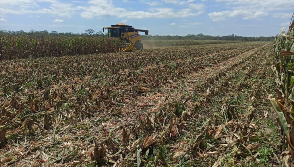 Y un día terminó la cosecha de maíz: otra campaña en la que el campo argentino hizo historia
