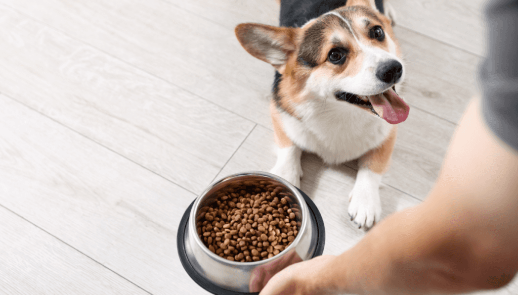 Día Mundial del Perro: seis claves para la nutrición canina