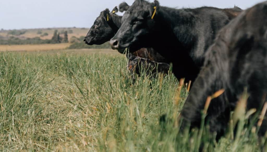 Genética forrajera: el desafío de llevar las pasturas subtropicales a los campos donde manda el frío