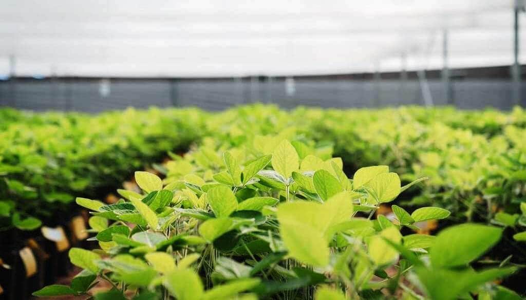 En la soja, la frontera productiva está dentro del lote: las claves para que los rindes no tengan límites