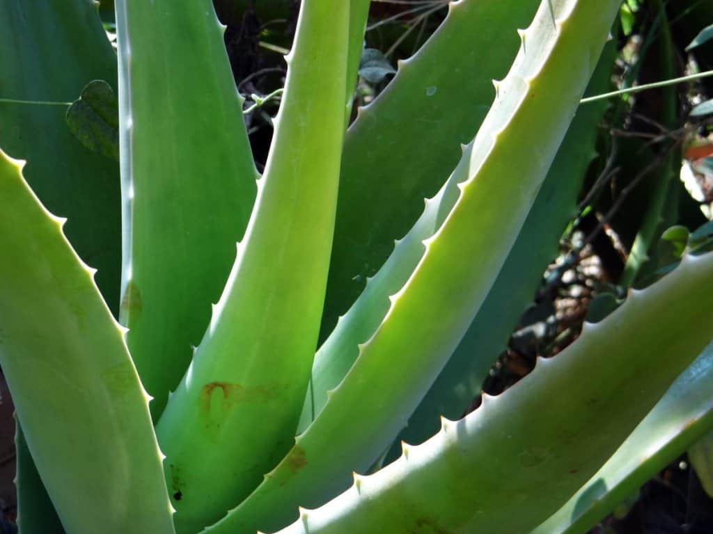 Aloe vera: propiedades, usos y cómo cultivarlo en casa