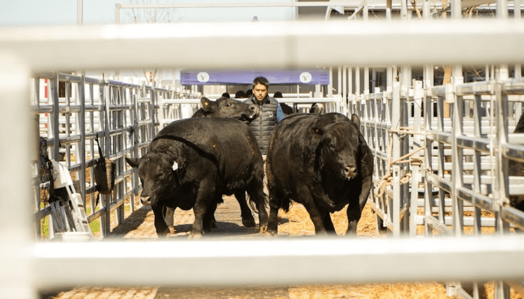 Los Angus y el boom exportador de carne: “Una tonelada Hilton vale 40% más que la de una pick-up”
