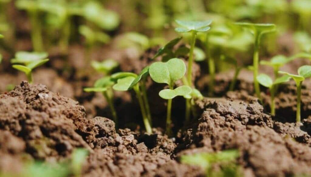 A 30 años de la consolidación de la siembra directa: ¿cuál es el próximo salto agronómico revolucionario?