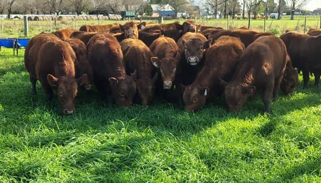 Ensayo inédito en Santa Fe: evalúan por primera vez la eficiencia de toros Limangus a pastoreo
