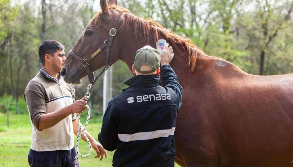 Los caballos también deberán llevar chip: Senasa va por un sistema de identificación 100% digital