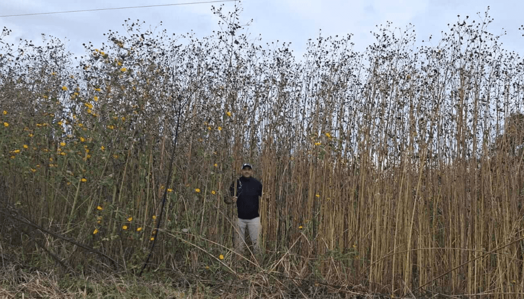 “Pasto cubano”, la gigantesca maleza que enciende alertas: alcanza 7 metros de alto y avanza hacia Córdoba