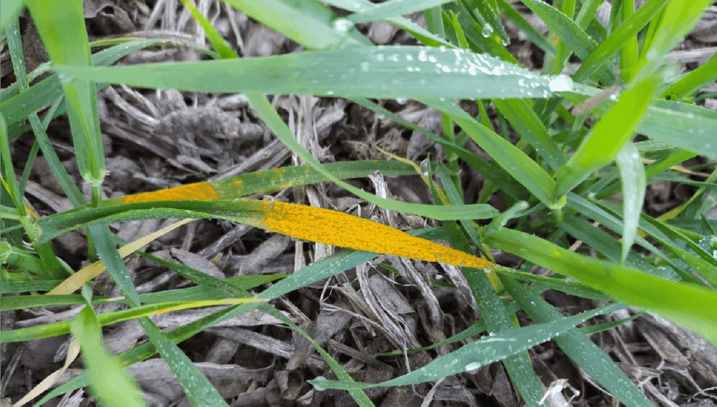 Alerta de enfermedades para el trigo: un desarrollo agtech ya muestra alto riesgo en la zona núcleo
