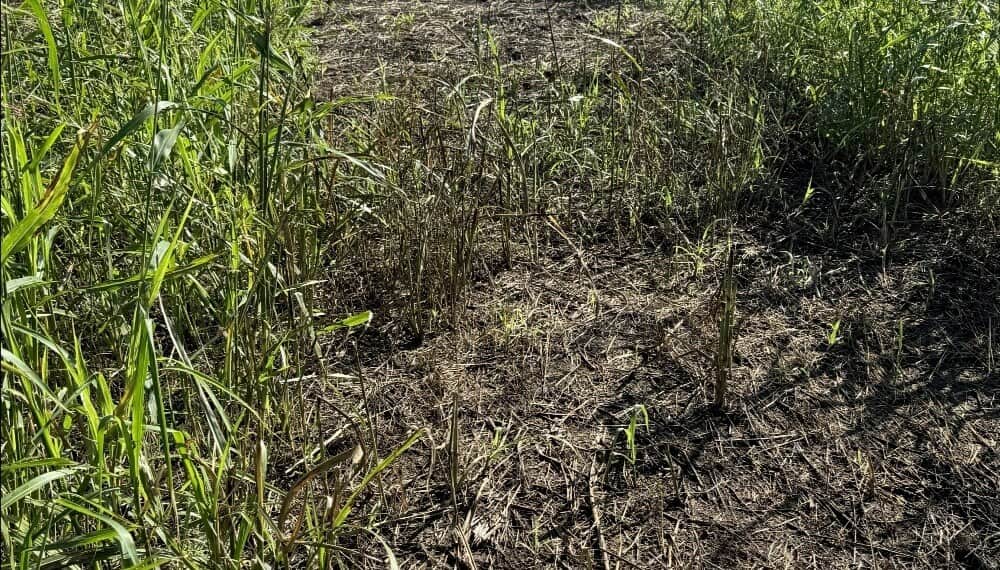 Manejo de herbicidas: con el 2,4-D bajo la lupa, Aapresid recordó los peligros de las mezclas