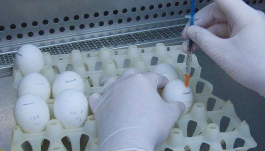 Alivio para la industria avícola: desarrollan una vacuna argentina contra la bronquitis aviar