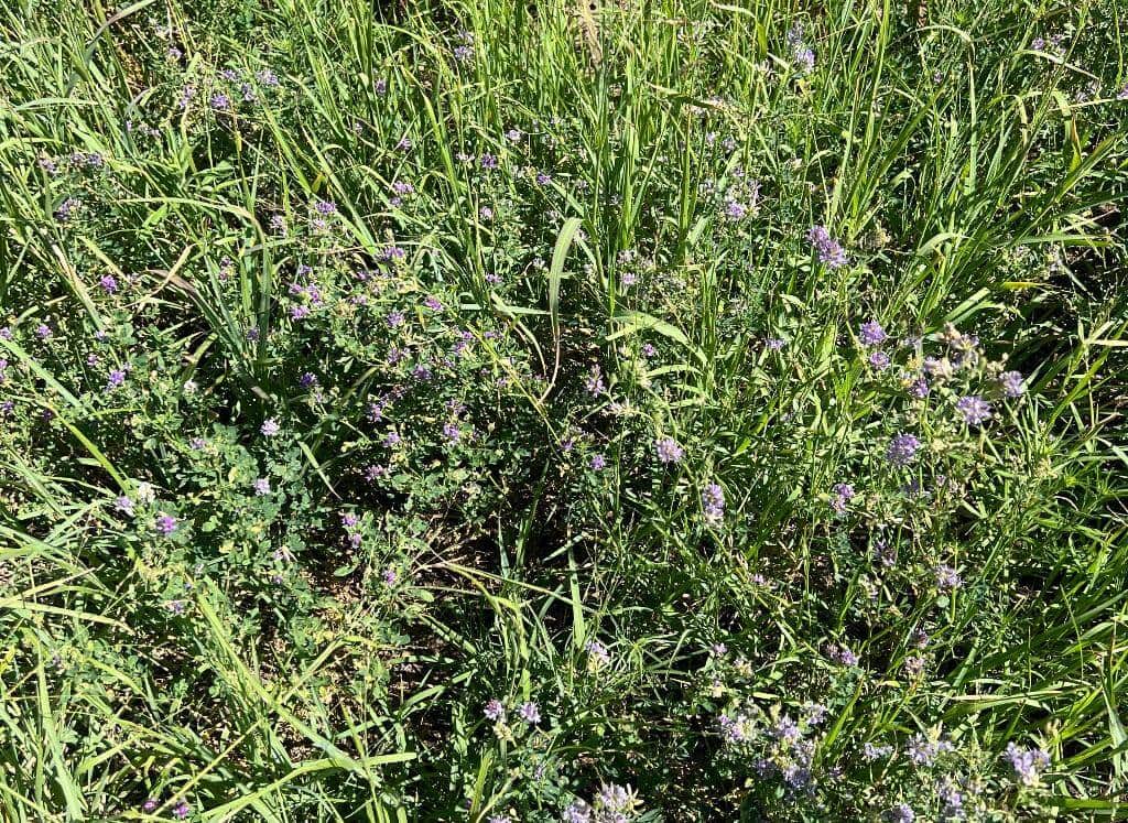 Pasturas polifíticas: cómo diseñar la estrategia forrajera a partir del ambiente