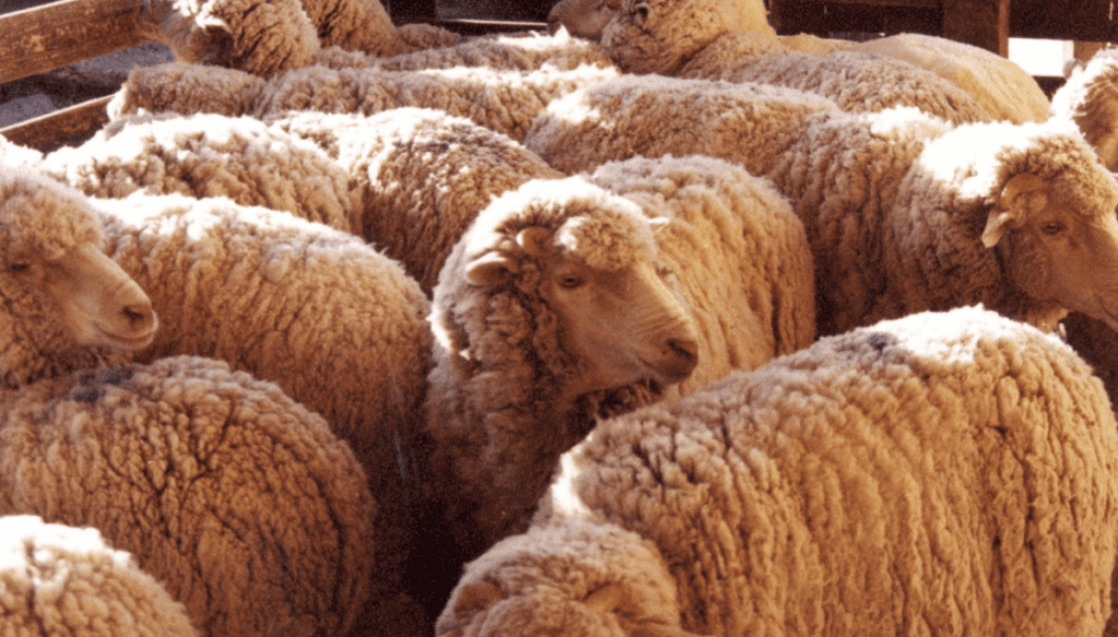 La lana teje un crecimiento sostenido: inició la zafra 2026/27 con el doble de dólares por exportaciones