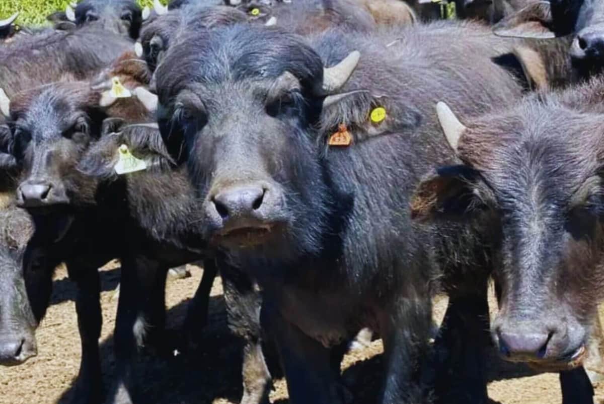Donde otros frenan, el búfalo avanza: Corrientes muestra el camino para otra carne de alto potencial