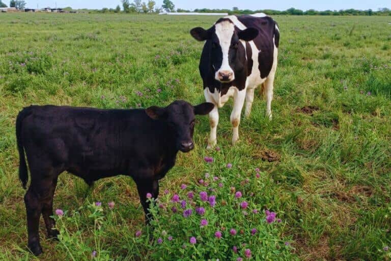 “Beef on dairy”: el modelo que miran los tambos para mejorar su negocio también con la carne
