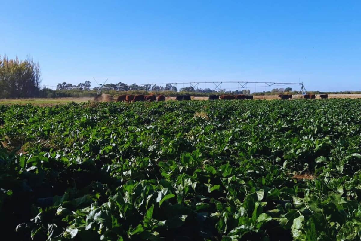 Buena calidad nutricional y menor costo: la remolacha forrajera se potencia como alternativa al maíz