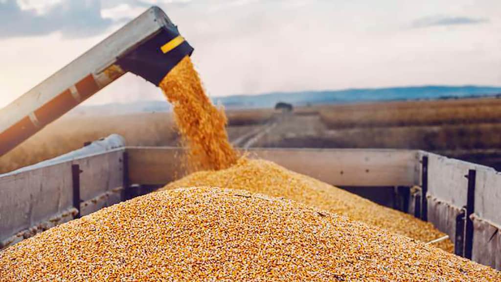 El USDA enfría las apuestas alcistas y pone a los granos frente a un escenario de mayor presión