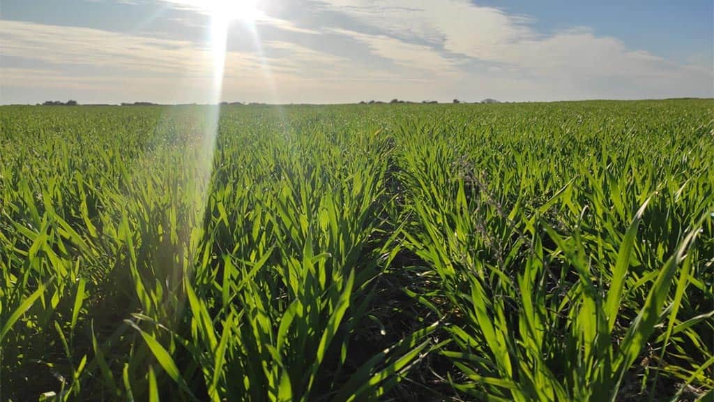 El trigo empieza a sentir la falta de agua en la zona núcleo: 160.000 ha están en condición regular
