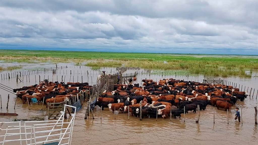 Cuando llueve de más, improvisar sale caro: anticiparse puede hacer la diferencia