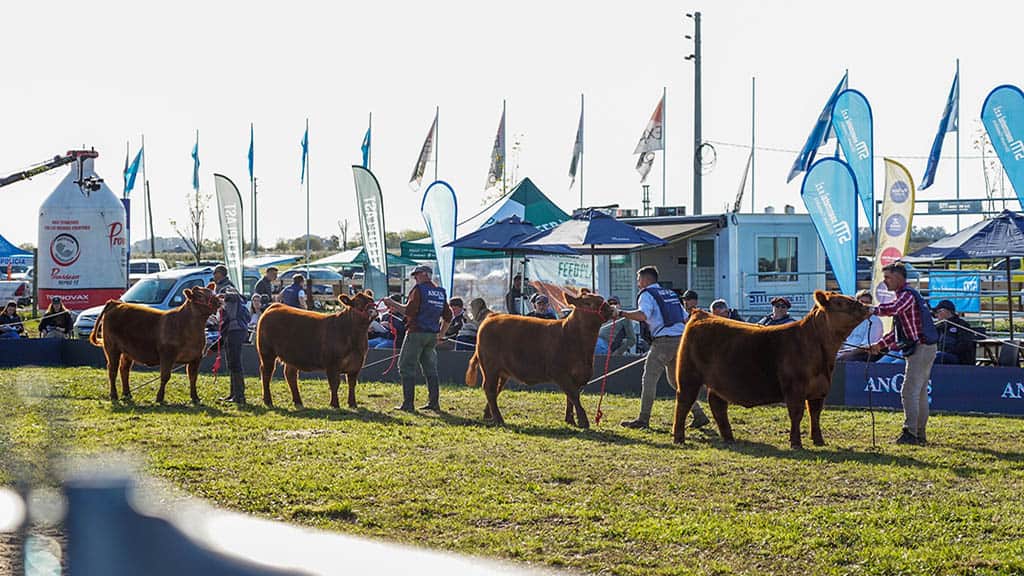 De la exportación récord a la pista de Cañuelas: Angus triplica la certificación de carne y prepara su gran Exposición de Primavera