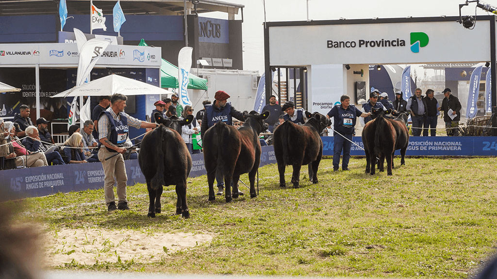 Semana Angus de Primavera: lo mejor de la ganadería nacional estará en Cañuelas