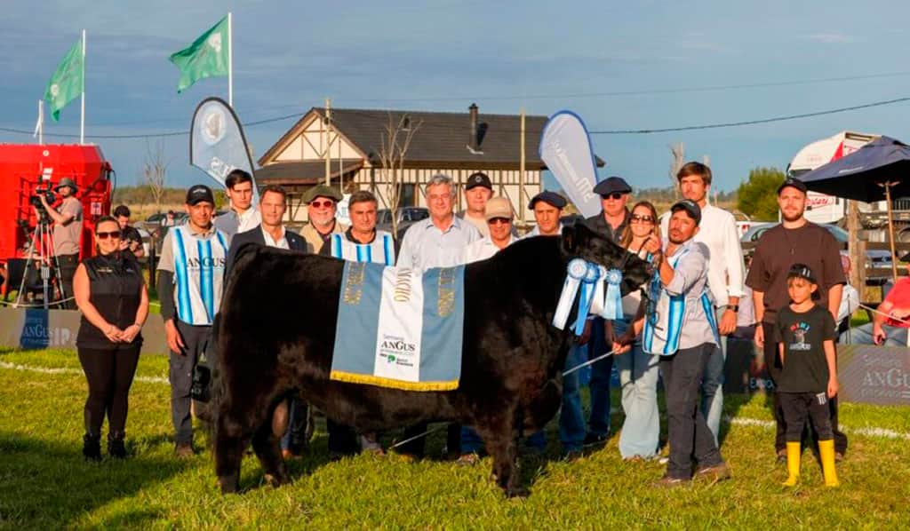 “Josecito”, el Gran Campeón Macho en la Semana Angus de Primavera