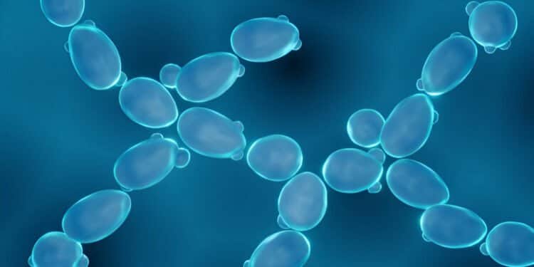 Autorizan una nueva levadura diseñada para producir bioetanol