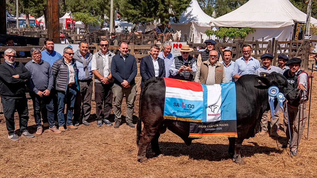 Los Guasunchos se quedó con el Gran Campeón Macho Brangus de ExpoBRA 2026