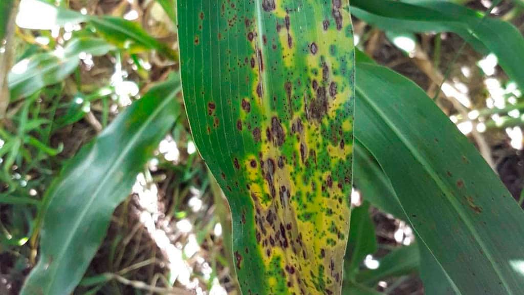 Roya del sorgo: identifican condiciones ambientales asociadas a una mayor expresión de la enfermedad