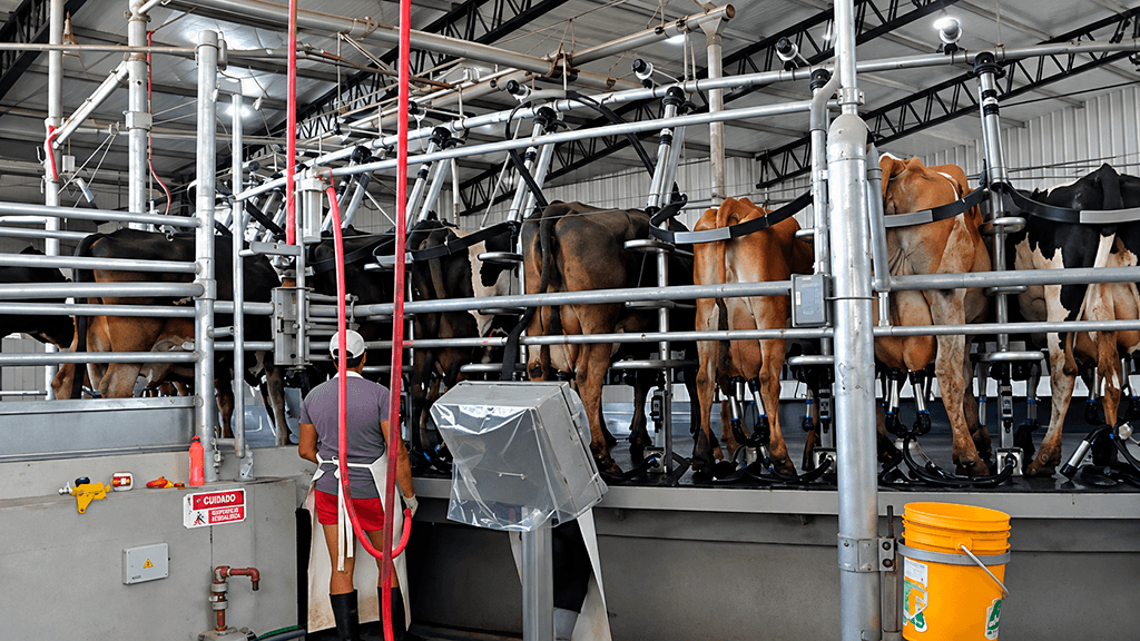 La vaca que cambió el tambo: Águilas Blancas apuesta todo a la Kiwi Cross y al pasto