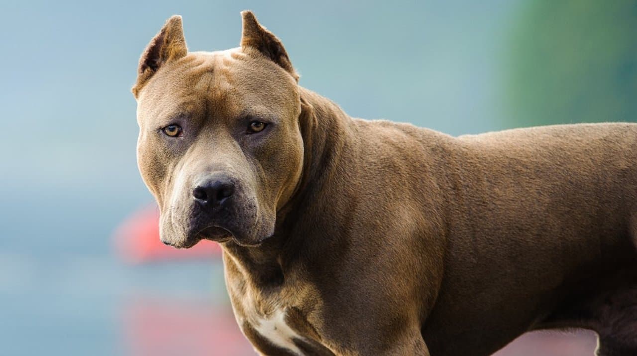 Córdoba: una mujer de 82 años fue atacada por un pitbull y sufrió una fractura de fémur