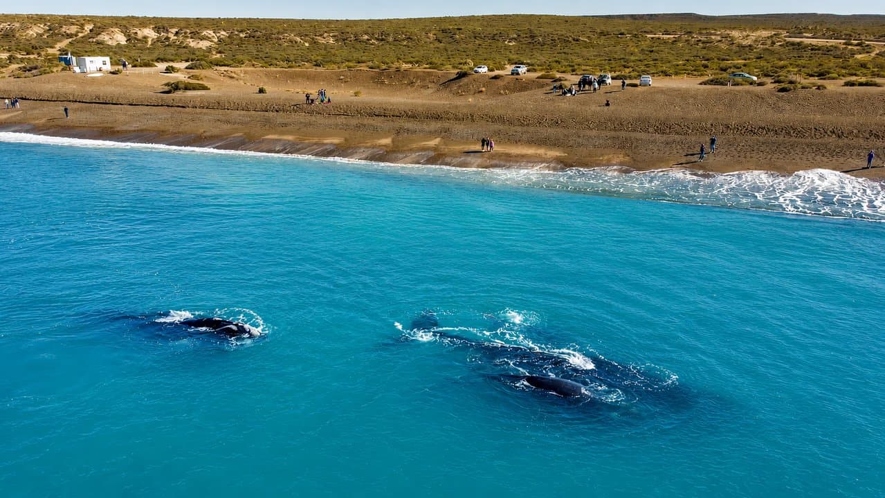 La postal del año en la Patagonia: avistan 1.300 ballenas francas y arranca la mejor temporada para verlas