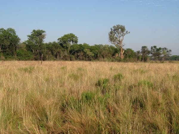 El debate por los pastizales llegó a Diputados, pero cayó en terreno poco fértil: Admiten que la agenda ambiental está paralizada y que es un “contexto difícil” para estas discusiones
