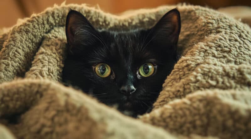 Día Mundial del Gato Negro: 27 de octubre, fecha para desmitificar a una mascota muy perseguida