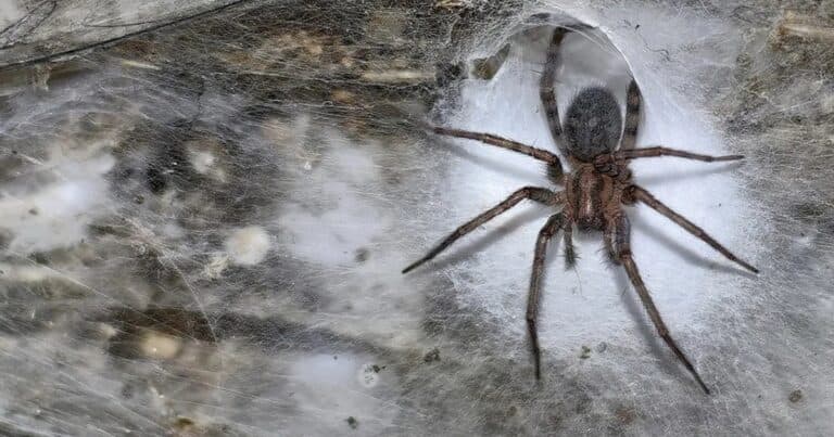 Desde decoraciones misteriosas hasta falsos insectos: la ciencia revela los secretos de las telarañas más extrañas del planeta