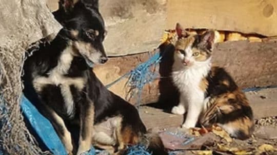 Chaco debate una licencia laboral para cuidar mascotas enfermas y por su fallecimiento