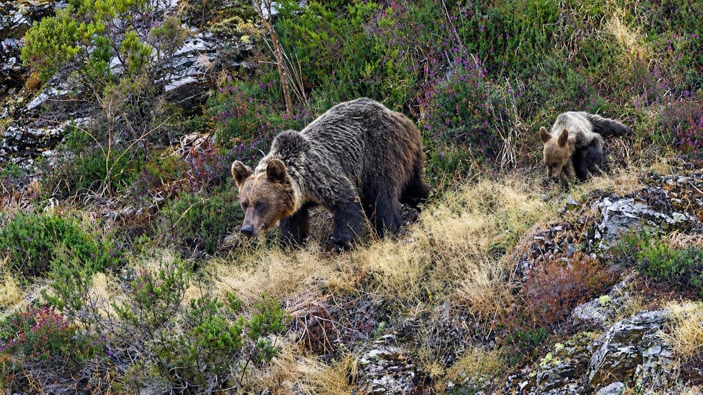 Mientras discutimos qué especie introducir, el oso pardo sigue expandiéndose por el noroeste de la península Ibérica