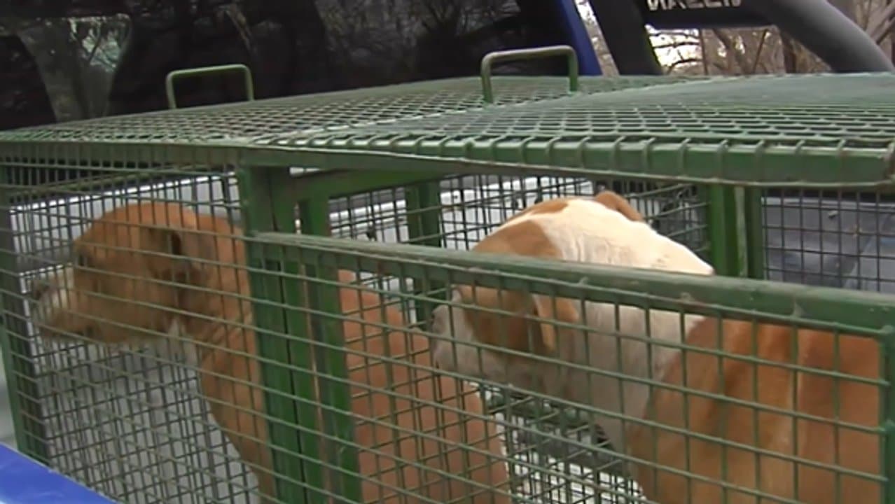 Córdoba: tras una ola de ataques, una concejal reclamó la emergencia en sanidad animal