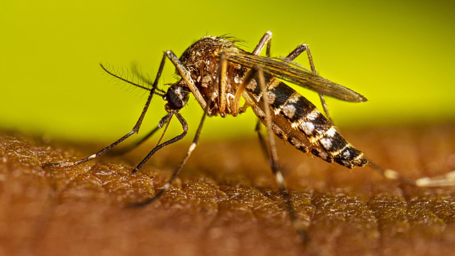 Salud: notifican nuevos casos importados de dengue en el país y publican informe sobre la actividad del mosquito Aedes aegypti