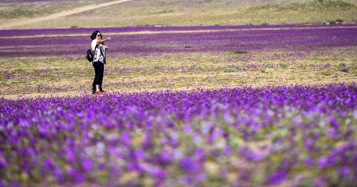 Desierto florido en Chile 2026: cómo será el fenómeno, cuándo viajar y los mejores lugares para verlo