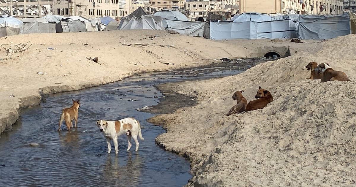 Emergencia hídrica: cómo las algas y la crisis de saneamiento en Gaza frenaron casi el 80% de la desalinización de agua en Israel