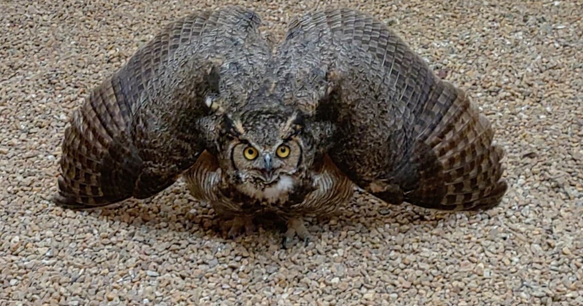 Un búho americano volvió a volar en libertad meses después de haber sufrido severas lesiones en un accidente con un adorno de jardín: "Nos alegra enormemente que el tratamiento haya funcionado y hayamos podido devolverlo a su hábitat"