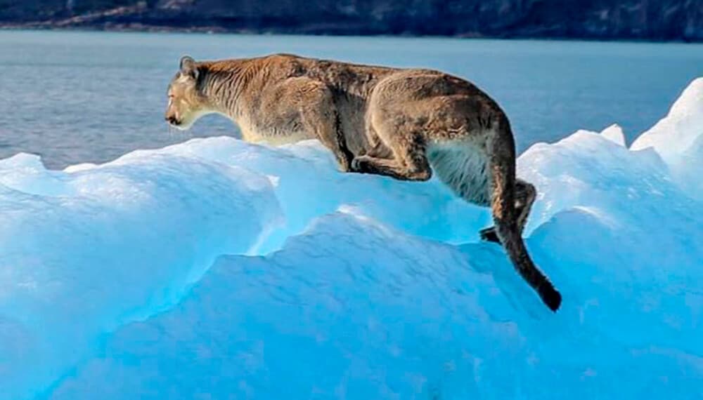 Puma: hábitat, alimentación y todo sobre el felino más grande de América