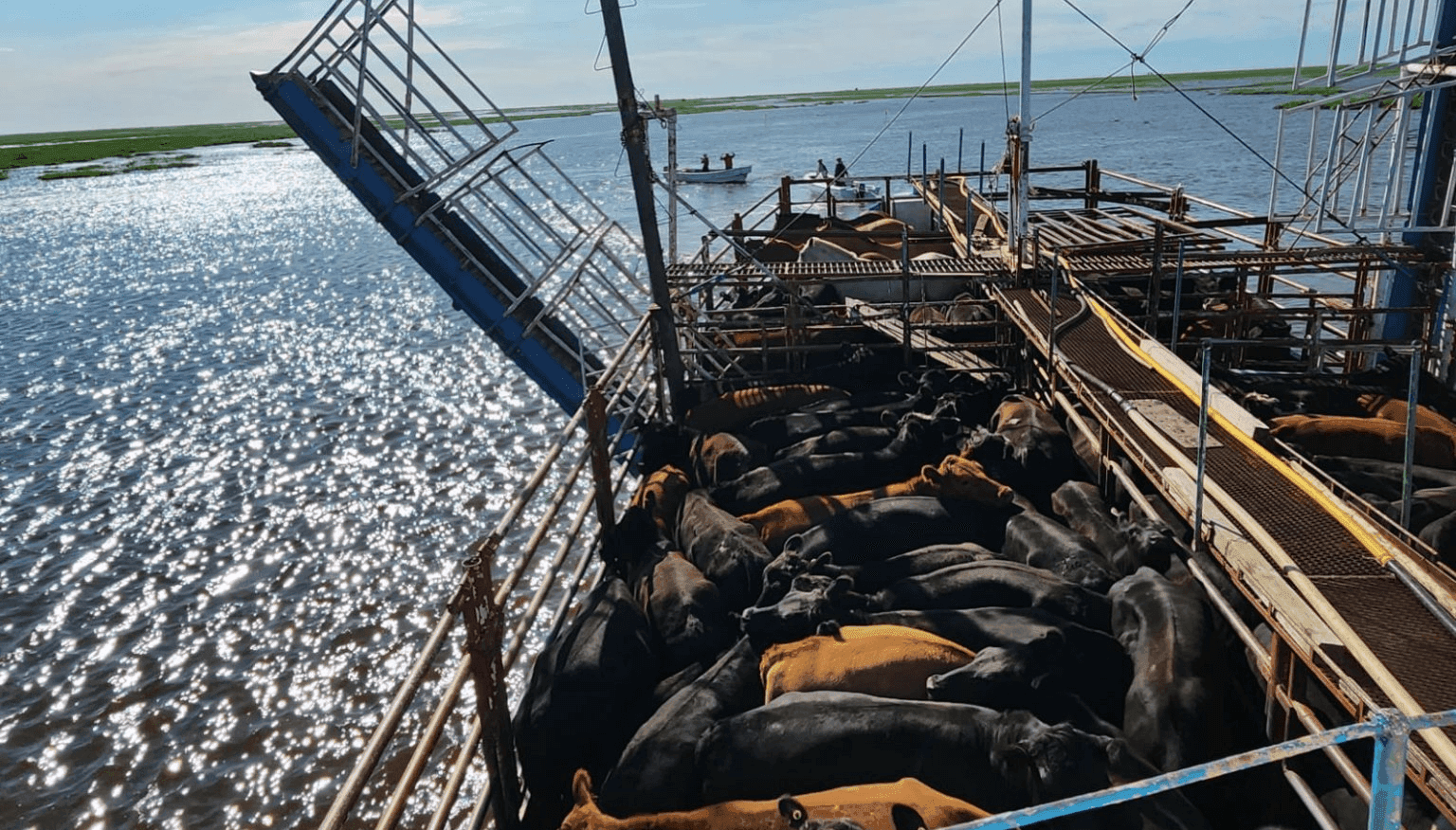 El Niño: en las islas de Santa Fe, aseguran que ya fue evacuada el 70% de la hacienda en peligro