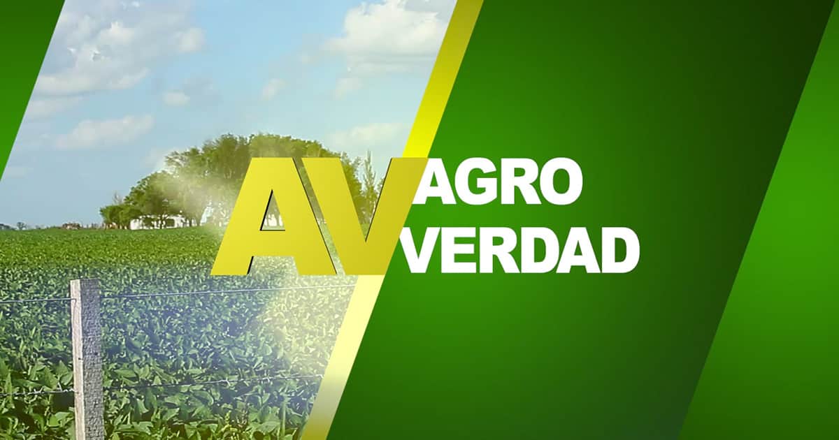 Qué hacer para comprobar las fallas de calidad en semilla de soja de uso propio