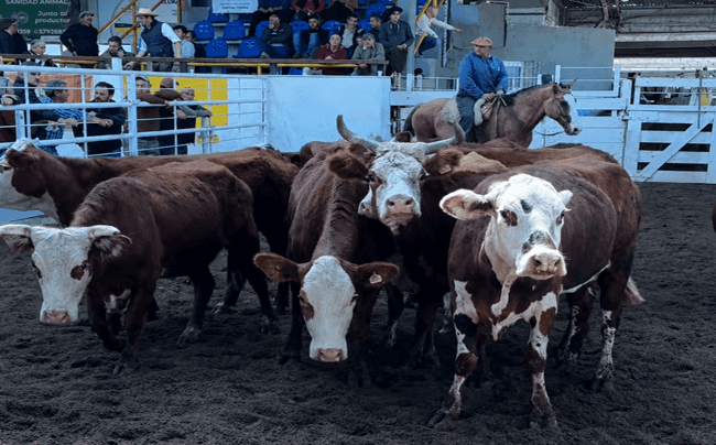 Precios de la hacienda. Predominaron las bajas en el mercado ganadero de Jesús María