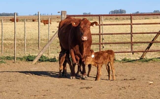 Sorpresa ganadera. Una vaca Angus tuvo “trillizos” en Córdoba: una rareza que estiman se da cada 100.000 pariciones