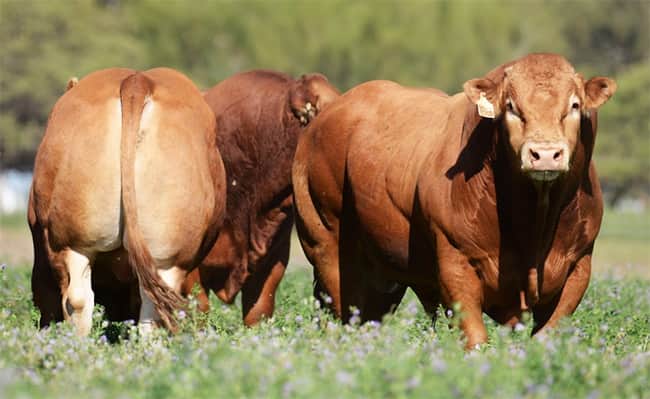 La raza Limousin hará su 40ma. Exposición Nacional de Primavera en la Expo Rural de Jesus María