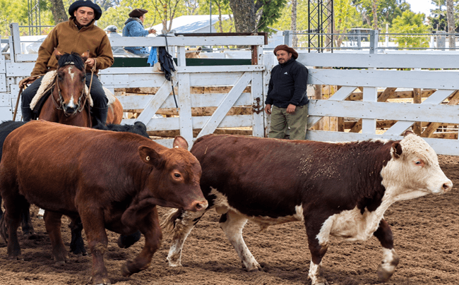 Precios ganaderos. Valores entre estancados y a la baja en Jesús María