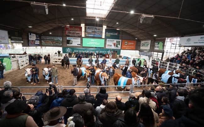 Grandes Campeones. Los bovinos, ovinos, caprinos y equinos que se consagraron en la Expo Rural de Jesús María